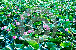 The lotus field