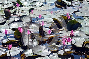 Lotus field in Bhopal, India