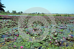 Lotus field in Bhopal, India