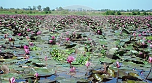 Lotus field in Bhopal, India
