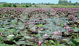 The lotus field in Bhopal, India
