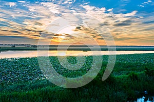 The lotus field and cloudscape and water