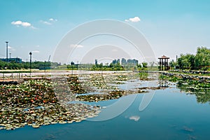Lotus field and pavilion at Wangsong Lake park in Uiwang, Korea