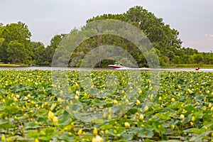 Lotus field plants on Carter Lake Iowa Motor boat with water skier.