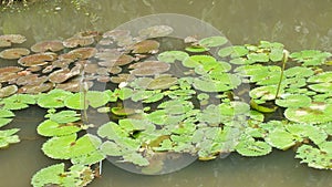 Lotus flower, West Java Indonesia