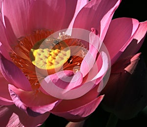 Lotus flower