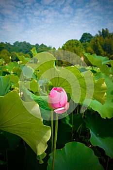 Lotus flower