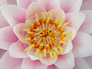 Lotus flower