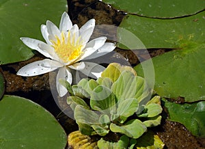 Lotus flower