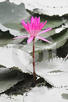 Lotus flower