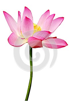 Lotus flower