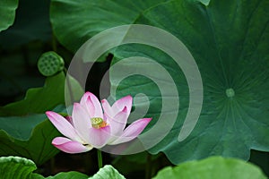 Lotus flower
