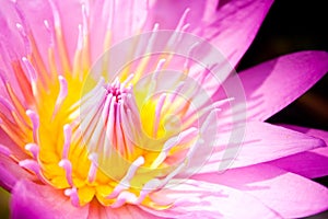 Lotus flower