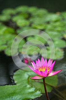 Lotus Flower