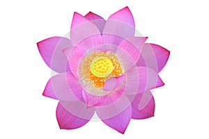 Lotus flower