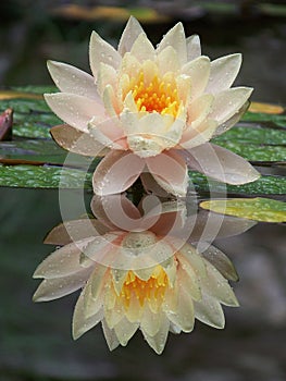 Lotus Flower photo