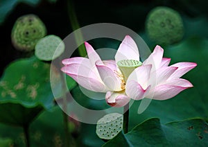 Lotus flower