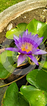 Lotus flower