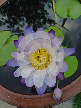 Lotus Flower