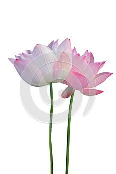 Lotus flower