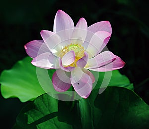 Lotus flower