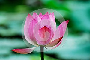 Lotus flower