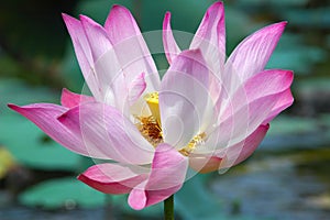 Lotus flower