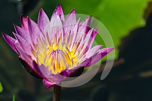 Lotus flower