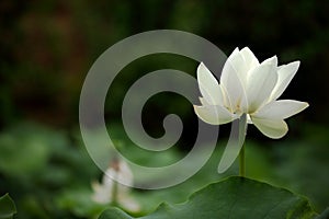 Lotus flower