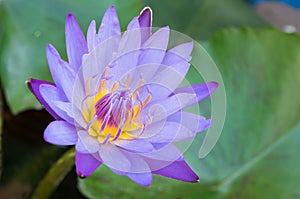 Lotus flower