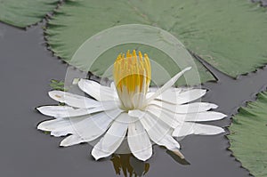 Lotus Flower