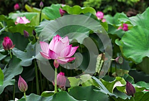 Lotus flower