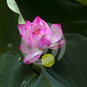 Lotus flower