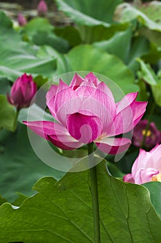 Lotus flower