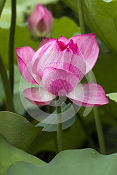 Lotus flower