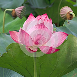 Lotus flower