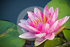 Lotus Flower