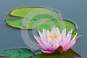 Lotus Flower