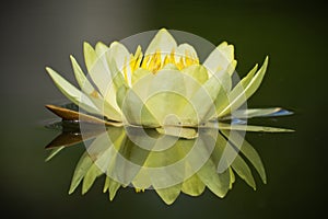 Lotus Flower