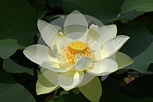 Lotus Flower