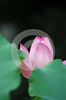 Lotus flower