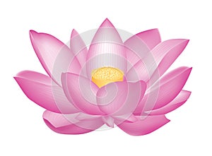 Lotus flower