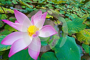 Lotus flower