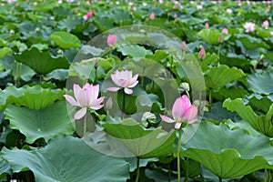 Lotus flower