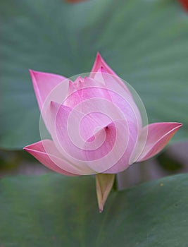 Lotus flower