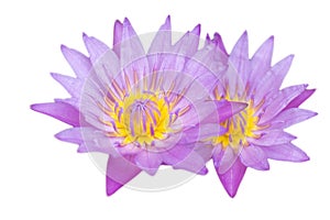 Lotus flower