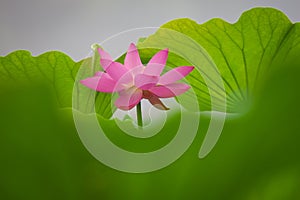 Lotus flower