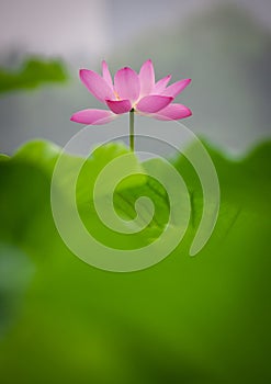 Lotus flower