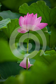 Lotus flower