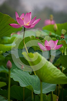 Lotus flower